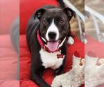 Small #3 American Pit Bull Terrier