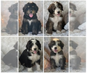 Bernedoodle Puppy for Sale in LEWISBURG, Tennessee USA