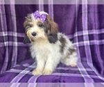 Small #6 ShihPoo