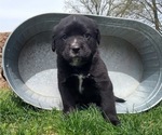 Puppy 4 Bernese Mountain Dog-English Cream Golden Retriever Mix