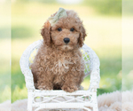 Small #1 Goldendoodle (Miniature)