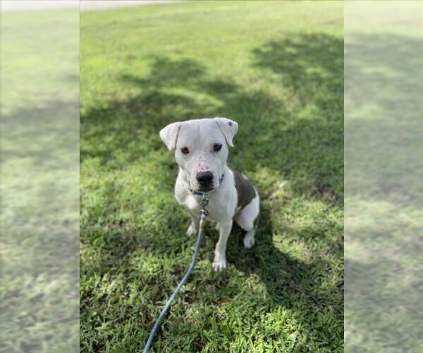 Medium Photo #2 American Pit Bull Terrier Puppy For Sale in Vero Beach, FL, USA