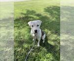 Small #1 American Pit Bull Terrier