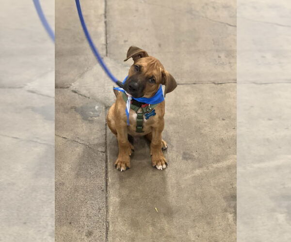 Medium Photo #2 Boxer-Unknown Mix Puppy For Sale in Dana Point, CA, USA