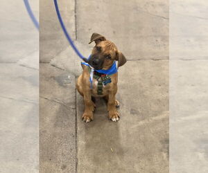 Lincoln - Male Boxer-Unknown Mix Dog for Adoption - Photo #2