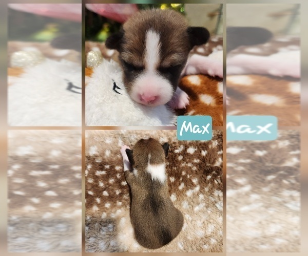 Medium Photo #20 Basenji Puppy For Sale in LOMETA, TX, USA