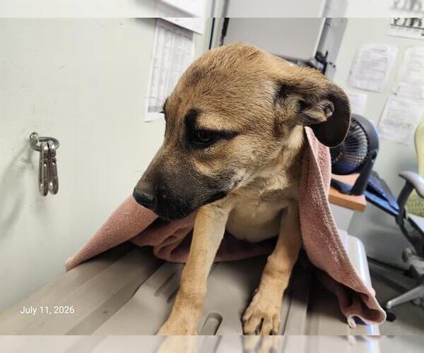 Medium Photo #1 Catahoula Leopard Dog-Unknown Mix Puppy For Sale in Santa Cruz, CA, USA