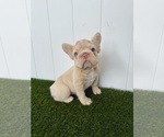 Small French Bulldog