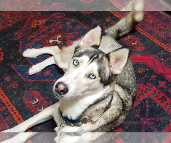 Medium Photo #3 Siberian Husky-Unknown Mix Puppy For Sale in Cedar Crest, NM, USA
