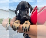 Puppy 5 Doberman Pinscher-Irish Wolfhound Mix