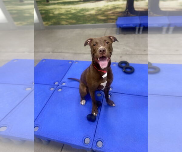Medium Photo #1 American Pit Bull Terrier-Unknown Mix Puppy For Sale in Woodland, CA, USA