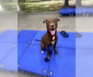 American Pit Bull Terrier-Unknown Mix Dogs for adoption in Woodland, CA, USA