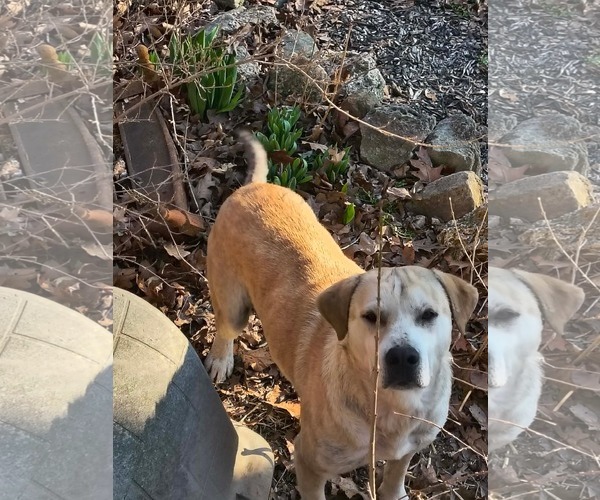 Medium Photo #1 Mutt Puppy For Sale in Stover, MO, USA