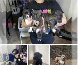 American Pit Bull Terrier-Unknown Mix Puppy for sale in PORTLAND, OR, USA