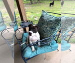 Small #7 American Pit Bull Terrier