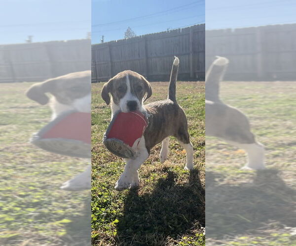 Medium Photo #2 Labrador Retriever-Saint Bernard Mix Puppy For Sale in Aurora, IN, USA
