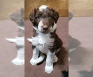 Aussiedoodle Puppy for sale in RIGBY, ID, USA