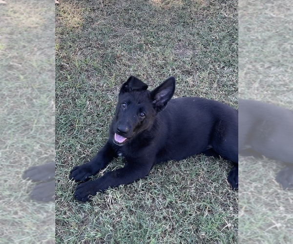 Medium Photo #3 German Shepherd Dog Puppy For Sale in WACO, TX, USA