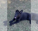 Small #2 German Shepherd Dog