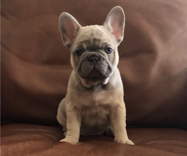 Medium Photo #1 French Bulldog Puppy For Sale in YORBA LINDA, CA, USA