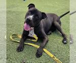 DANTE - Male Mutt Dog for Adoption - Small photo