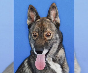 Gerberian Shepsky Dogs for adoption in Pasadena, CA, USA