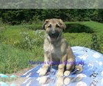 Small #3 German Shepherd Dog