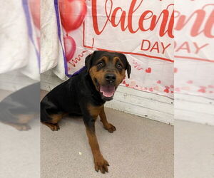 Rottweiler Dogs for adoption in San Bernardino, CA, USA