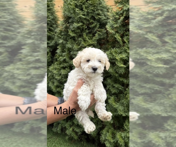 Medium Photo #1 Maltipoo (Toy) Puppy For Sale in PORTLAND, OR, USA