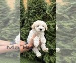 Image preview for Ad Listing. Nickname: Maltipoo Puppy