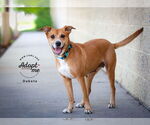 Small #8 Labrador Retriever Mix