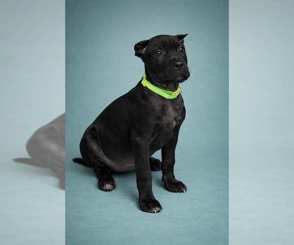 Medium Photo #21 Cane Corso Puppy For Sale in ANDERSON, IN, USA