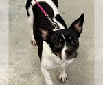 Small #5 Jack-Rat Terrier