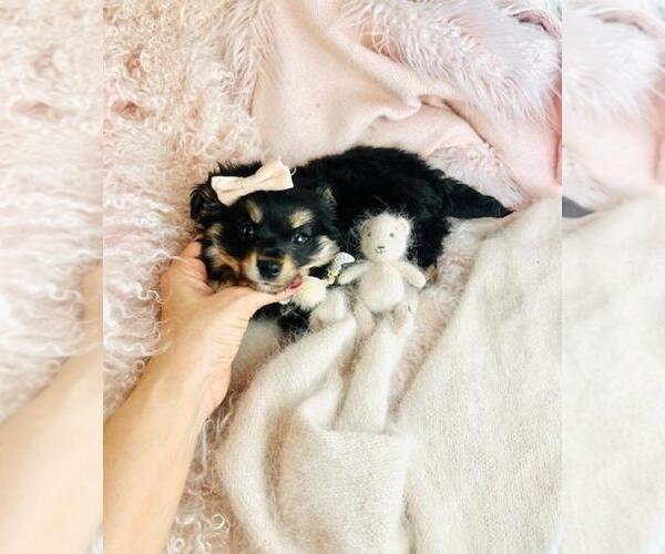 Medium Photo #2 Chiranian Puppy For Sale in WEST PALM BEACH, FL, USA