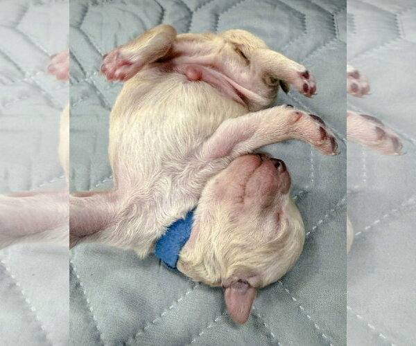 Medium Photo #4 Maltipoo (Miniature) Puppy For Sale in Corona, CA, USA