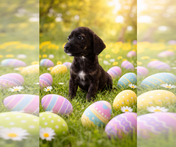 Medium Photo #4 Chiweenie Puppy For Sale in Jackson Township, NJ, USA