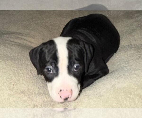 Medium Photo #11 American Bulldog Puppy For Sale in INDEPENDENCE, MO, USA