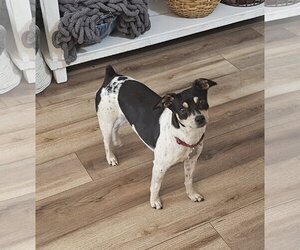 Zuni (GA) - Female Rat Terrier Dog for Adoption - Photo #5