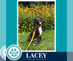 Small #1 Labrador Retriever
