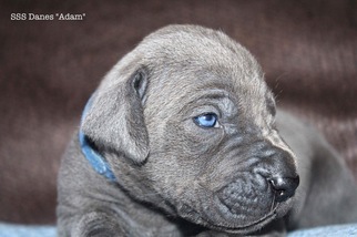 Great Dane Puppy for sale in GRANDVILLE, MI, USA