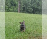 Small Photo #30 German Shepherd Dog Puppy For Sale in POWDER SPRINGS, GA, USA