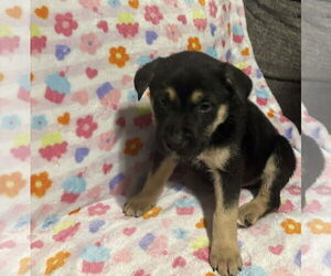 German Shepherd Dog-Unknown Mix Dogs for adoption in Holly Springs, NC, USA