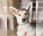 Small Siberian Husky