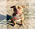 MANGO - Male Mutt Dog for Adoption - Small photo