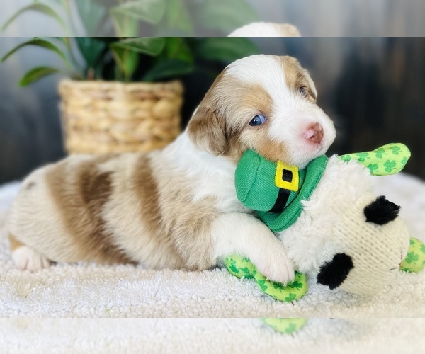 Medium Photo #4 Miniature Australian Shepherd Puppy For Sale in ANTHONY, FL, USA