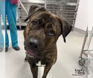 Mastiff-Unknown Mix Dogs for adoption in Washington, DC, USA