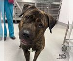 Beauty - Female Mastiff-Unknown Mix Dog for Adoption - Small photo