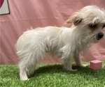 Small #1 Chorkie