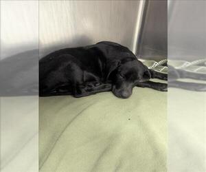 Labrador Retriever Dogs for adoption in Conroe, TX, USA