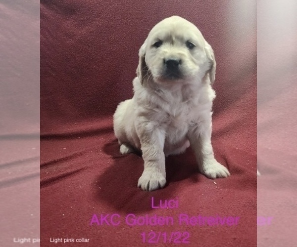 Medium Photo #2 Golden Retriever Puppy For Sale in SHIPSHEWANA, IN, USA